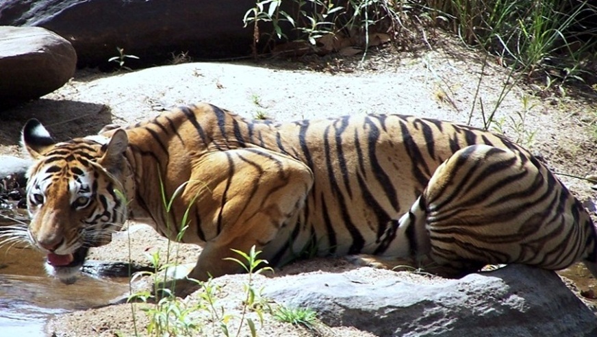 Sariska Tiger Tour